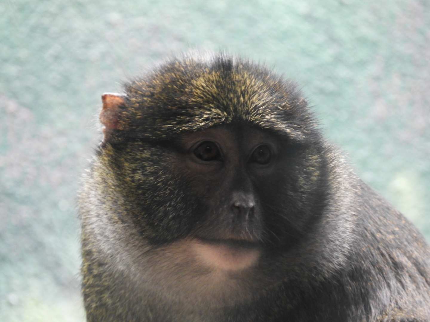 Allen's Swamp Monkey (Allenopithecus nigroviridis)