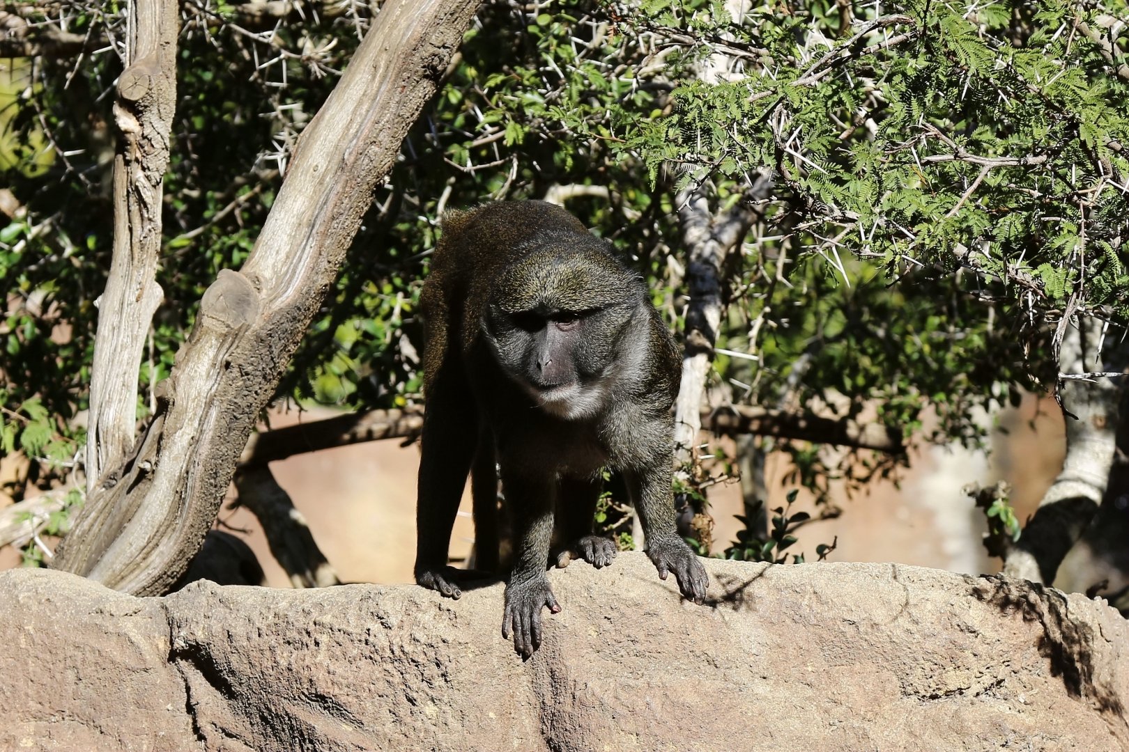 Allen's Swamp Monkey (Allenopithecus nigroviridis)
