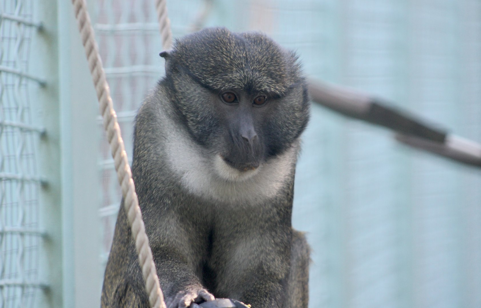Allen's Swamp Monkey (Allenopithecus nigroviridis)