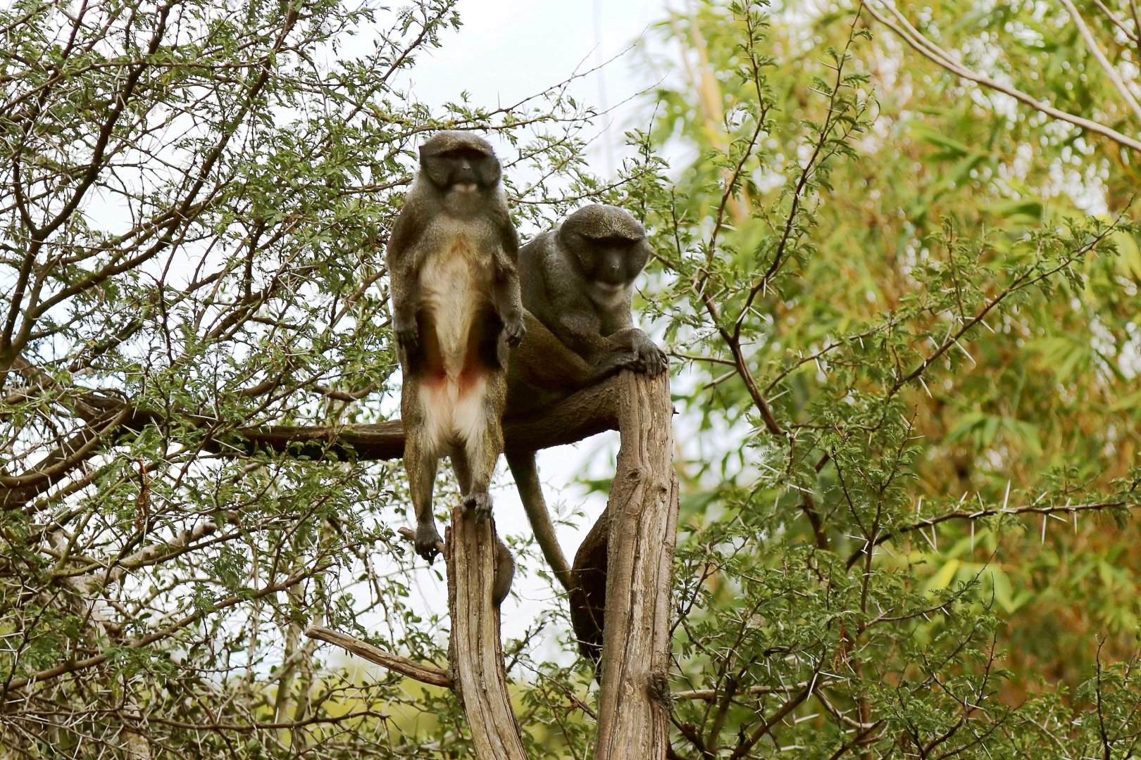 Allen's Swamp Monkey (Allenopithecus nigroviridis)