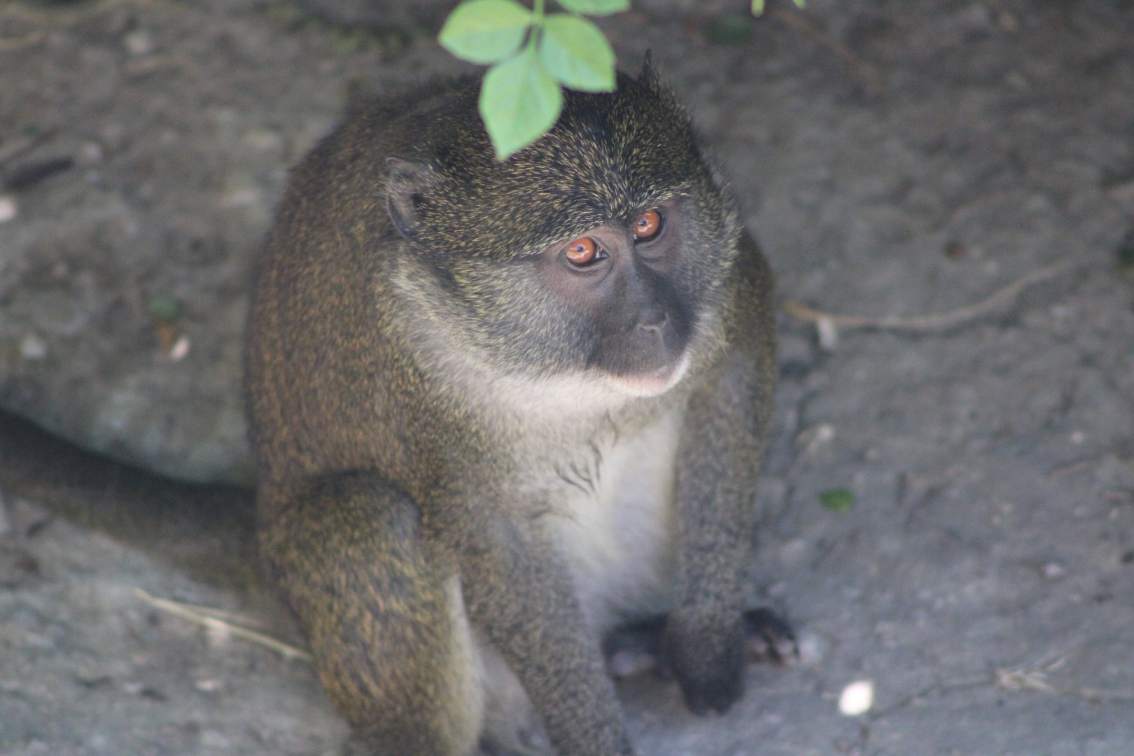 Allen’s Swamp Monkey (Allenopithecus nigroviridis)
