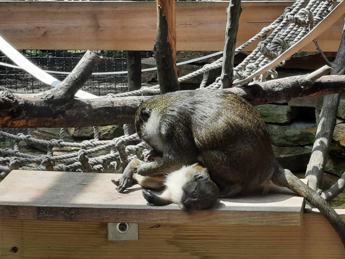 Allen's Swamp Monkey and Baby