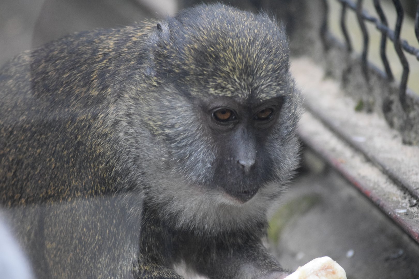 Allen's swamp monkey - April 2019