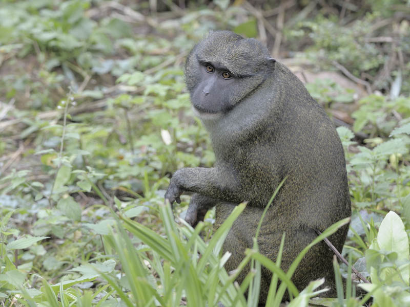 Allen's swamp monkey at Paignton
