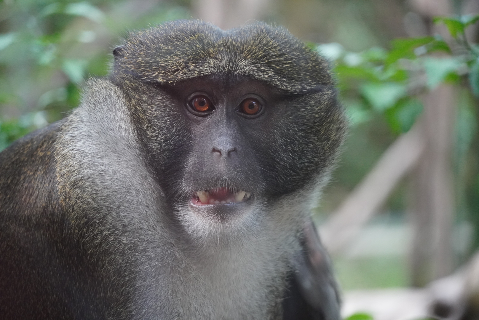 Allen’s Swamp Monkey “Azizi”