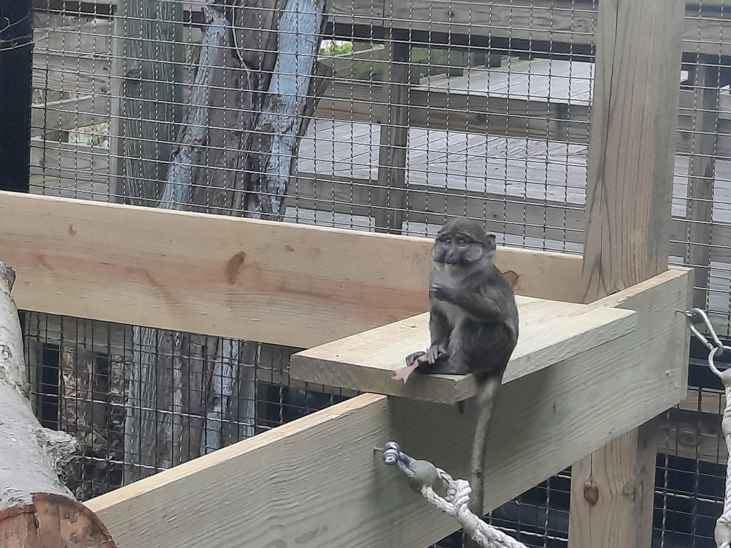 Allen’s Swamp Monkey Baby