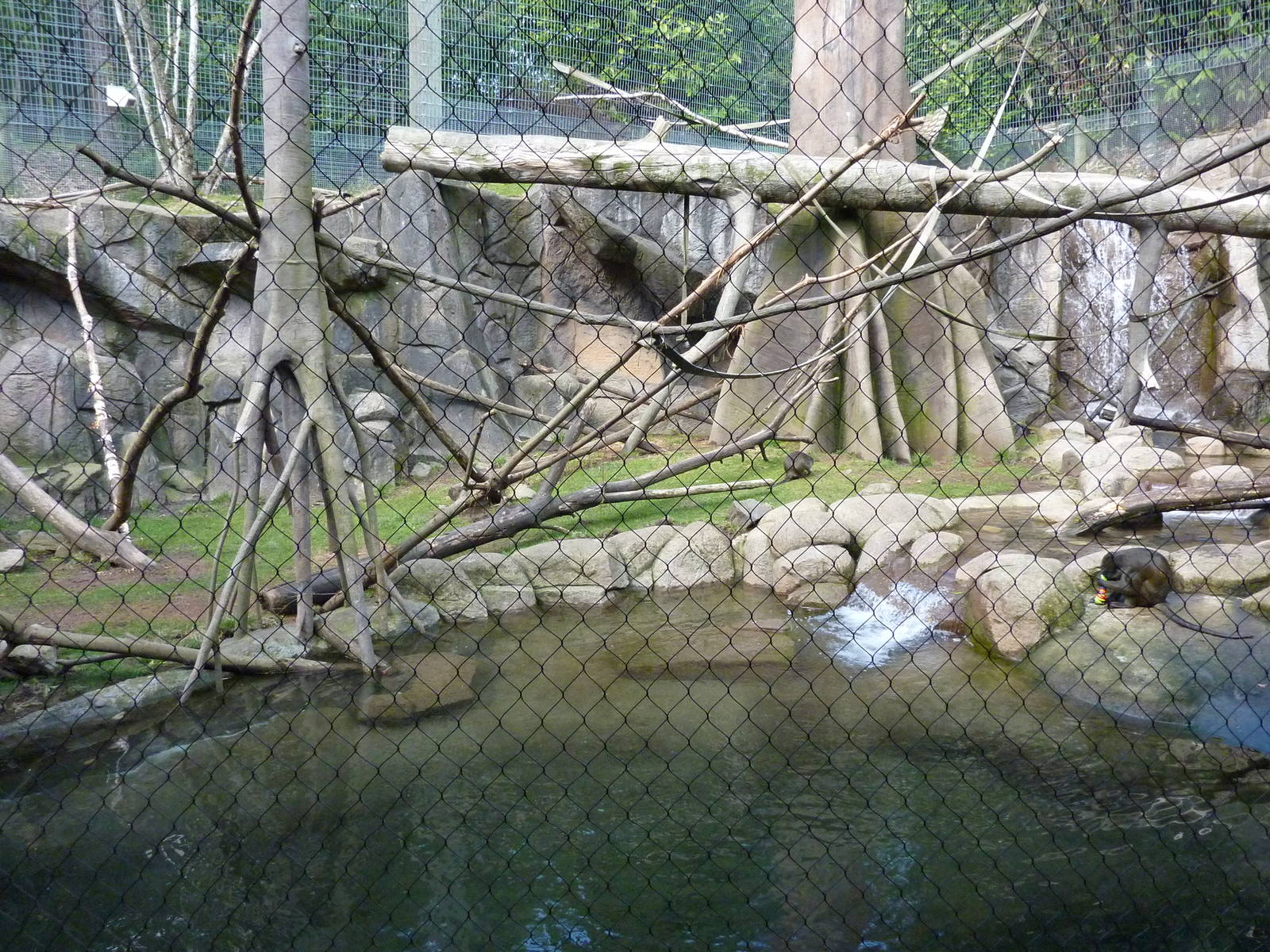 Allen's Swamp Monkey/Colobus Exhibit