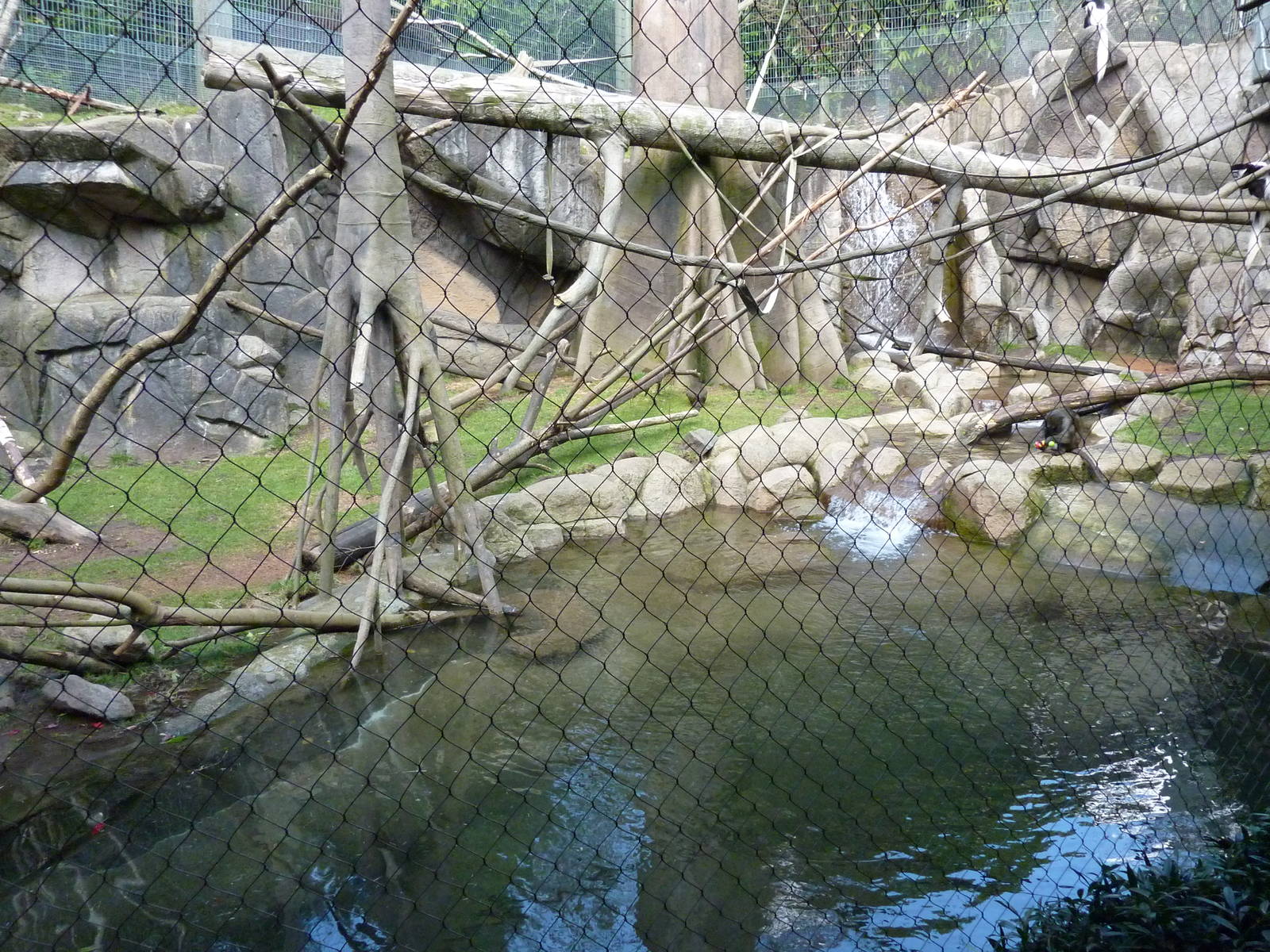 Allen's Swamp Monkey/Colobus Exhibit
