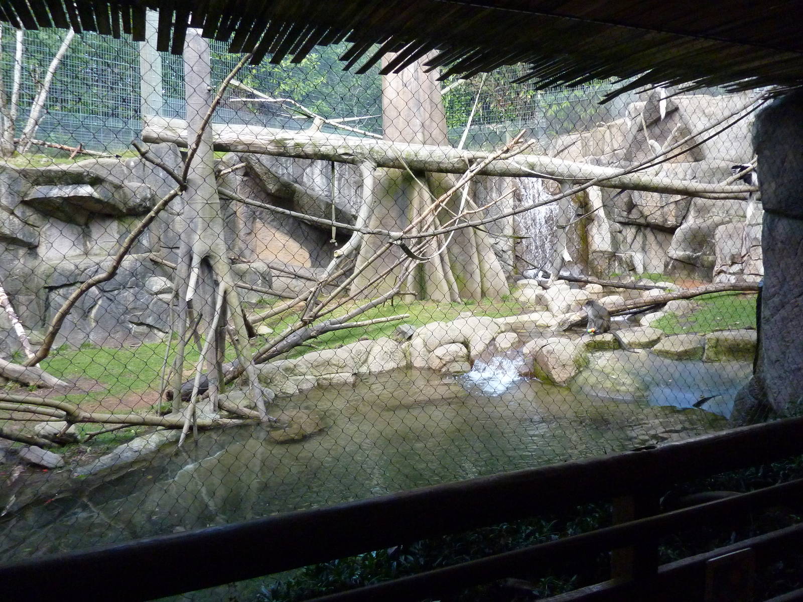 Allen's Swamp Monkey/Colobus Exhibit