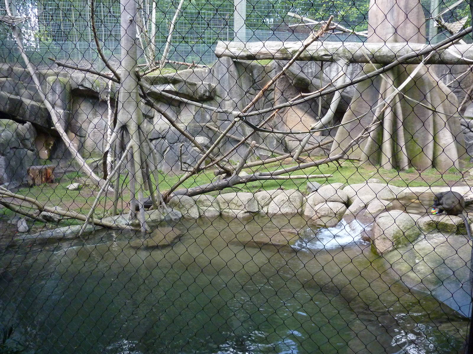Allen's Swamp Monkey/Colobus Exhibit