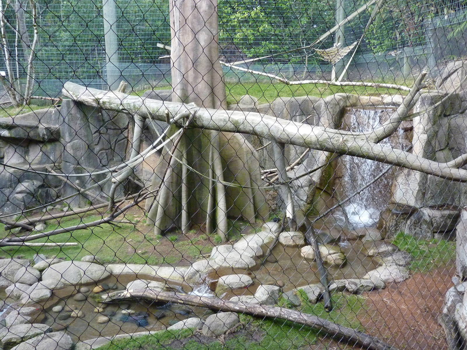 Allen's Swamp Monkey/Colobus Exhibit