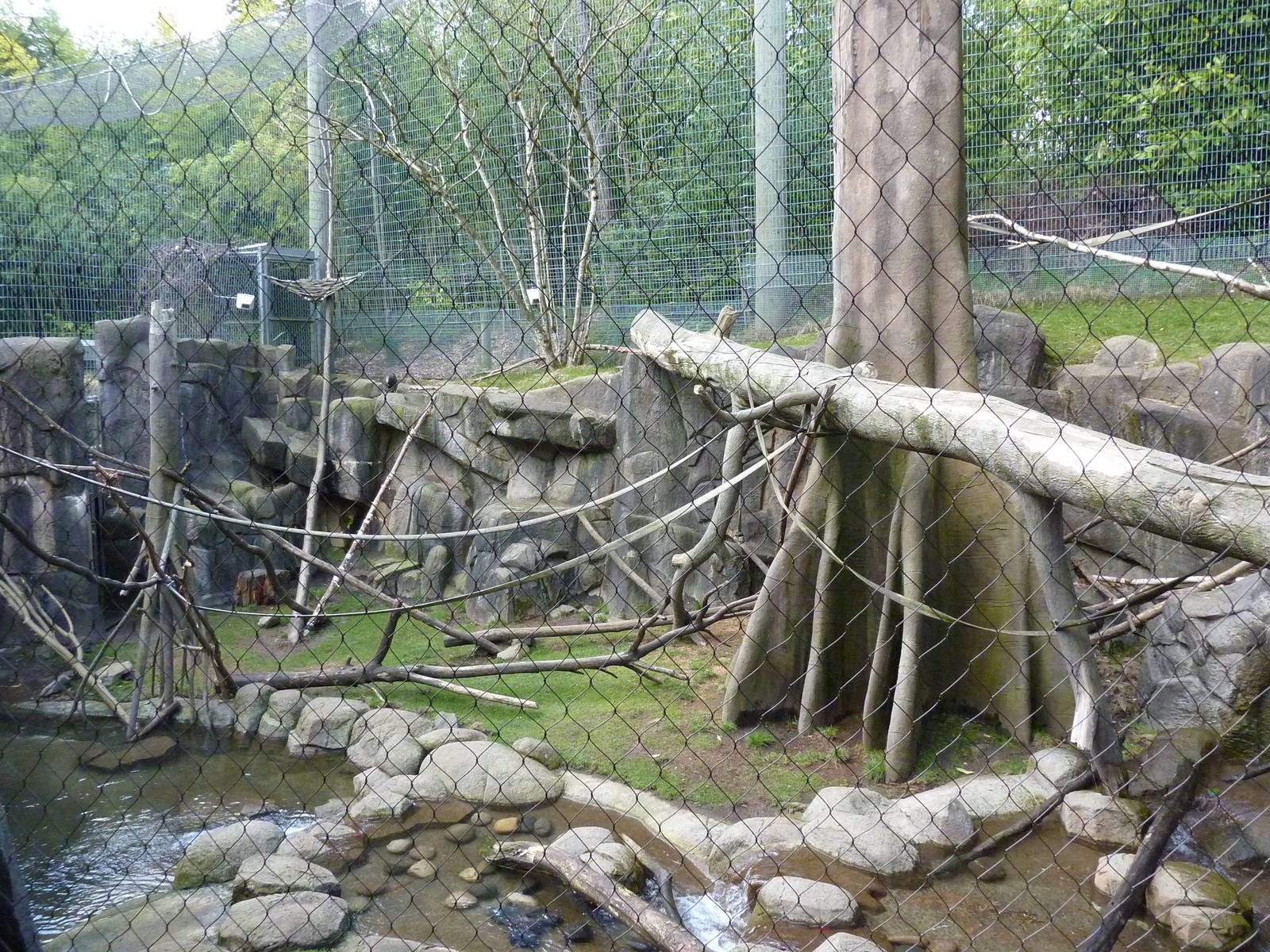Allen's Swamp Monkey/Colobus Exhibit