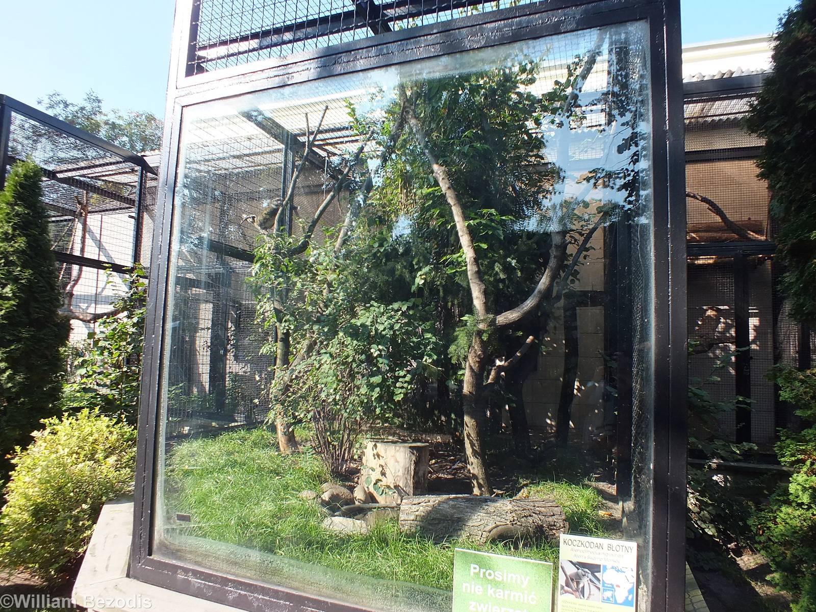 Allen's Swamp Monkey Enclosure