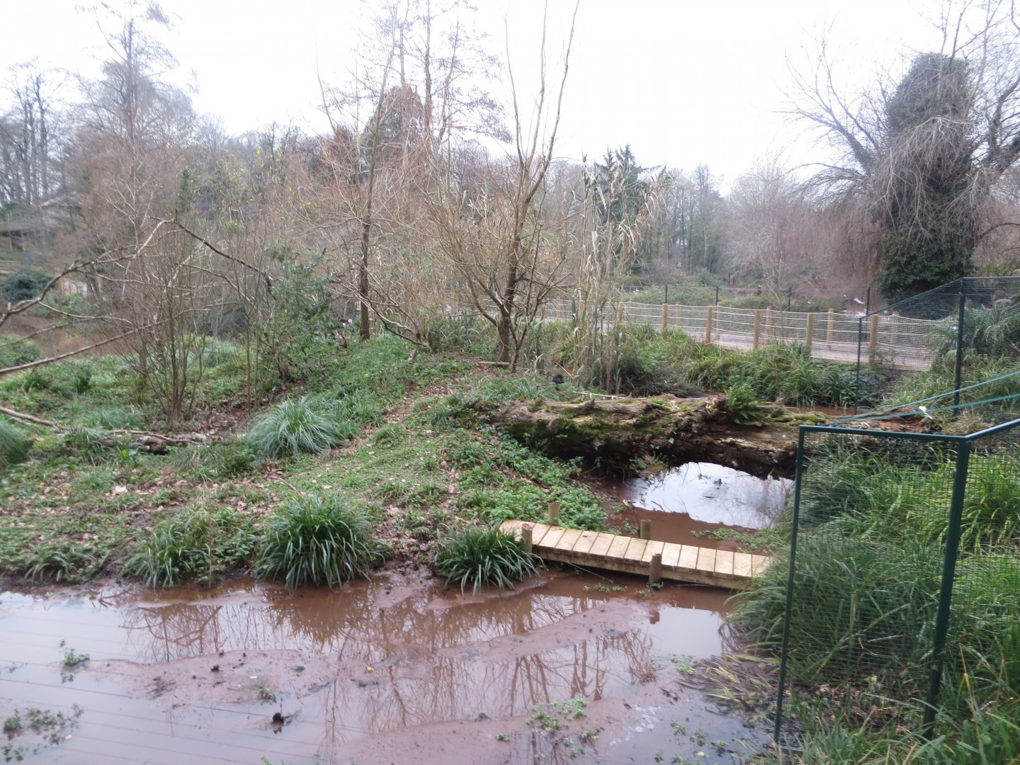 Allen's swamp monkey exhibit 050119