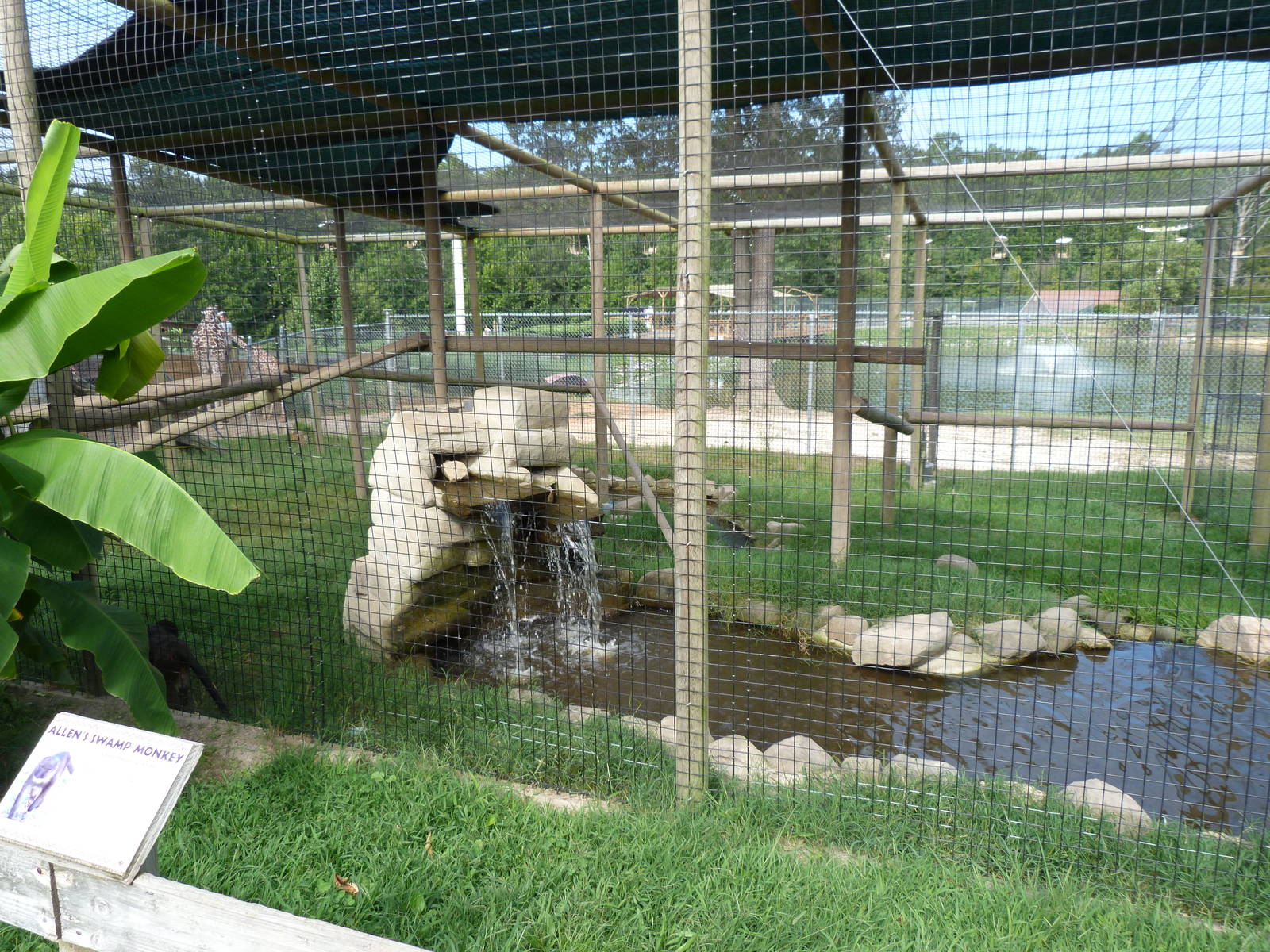 Allen's Swamp Monkey Exhibit #2 - August 2014