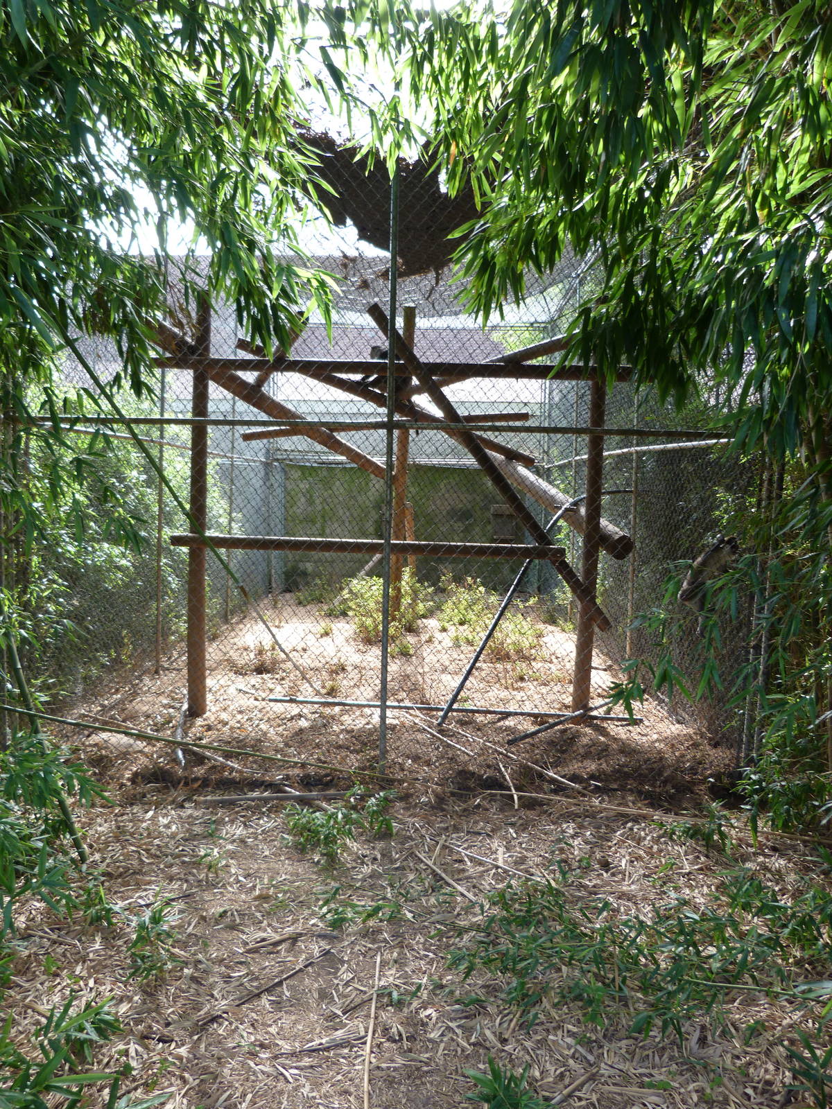 Allen's Swamp Monkey Exhibit - August 2014