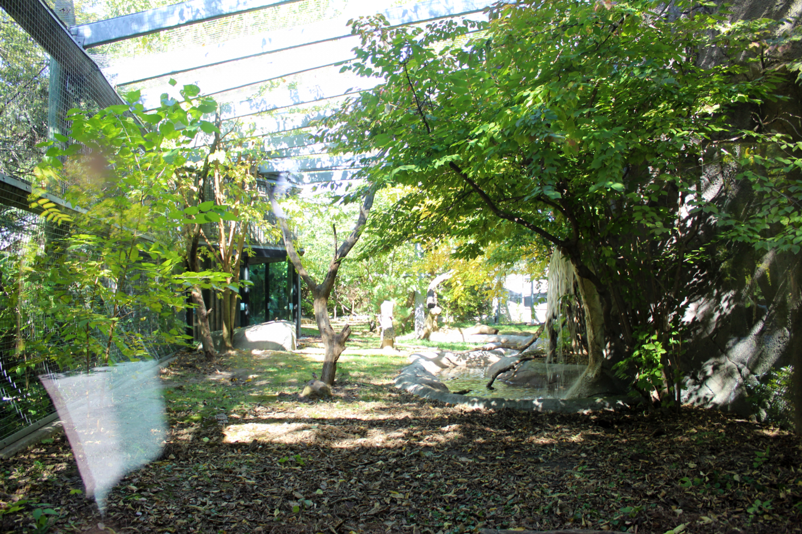 Allen's Swamp Monkey Exhibit