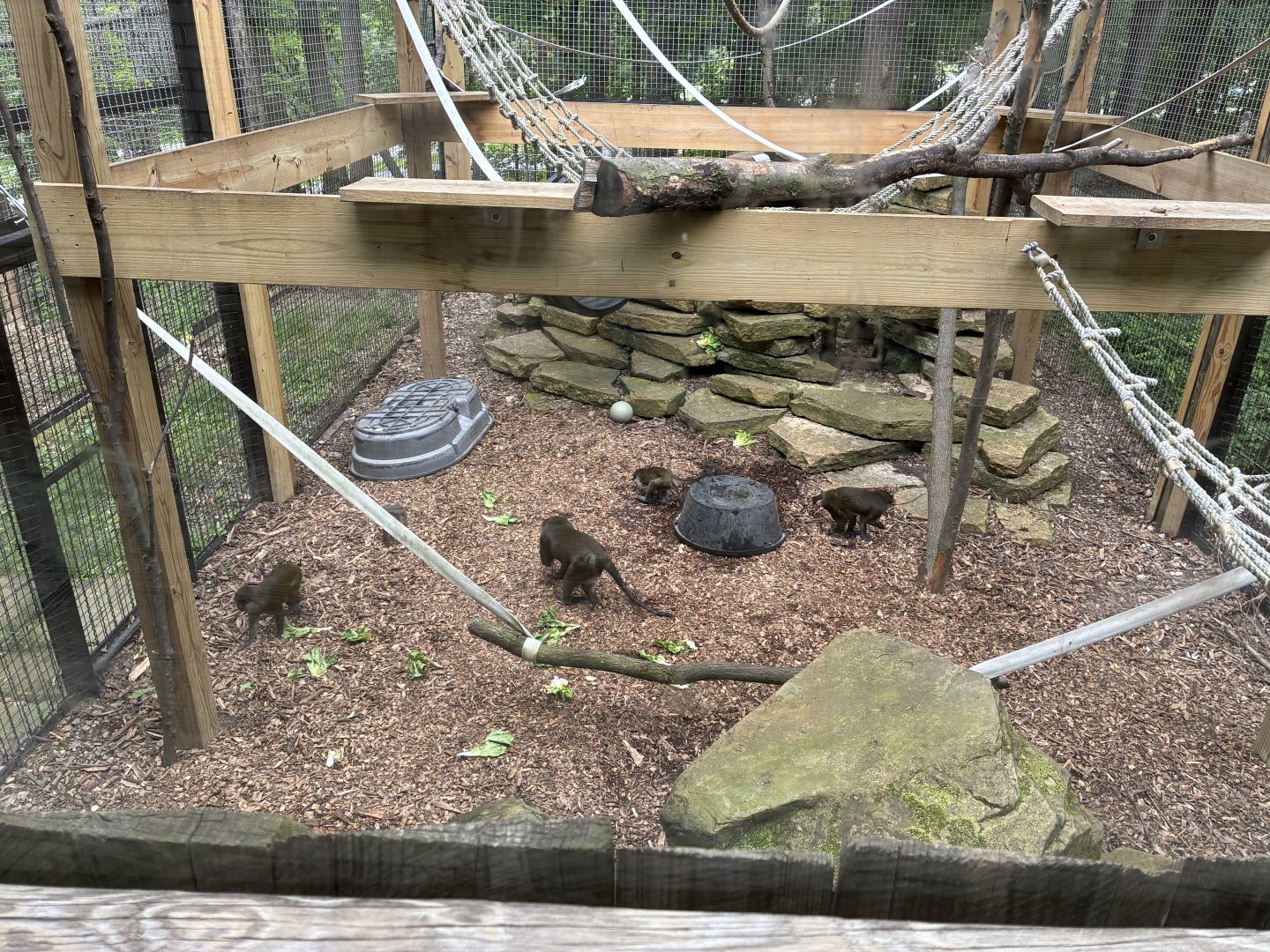 Allen’s Swamp Monkey Family