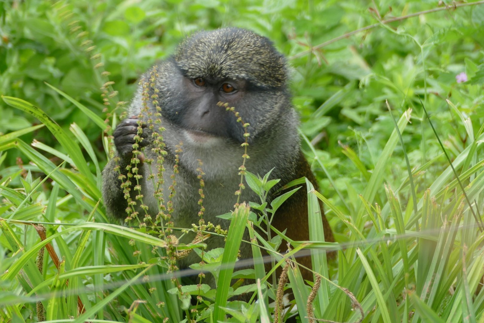 Allen's swamp monkey, July 2018