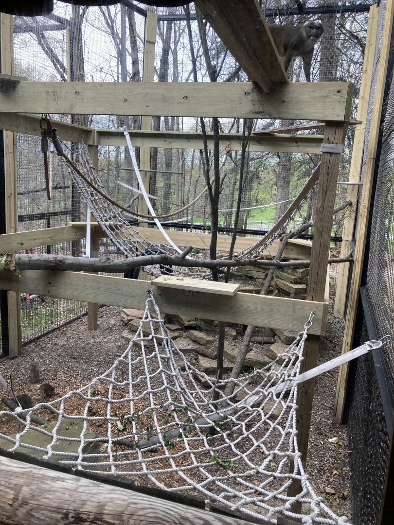 Allen’s Swamp Monkey Outdoor Exhibit