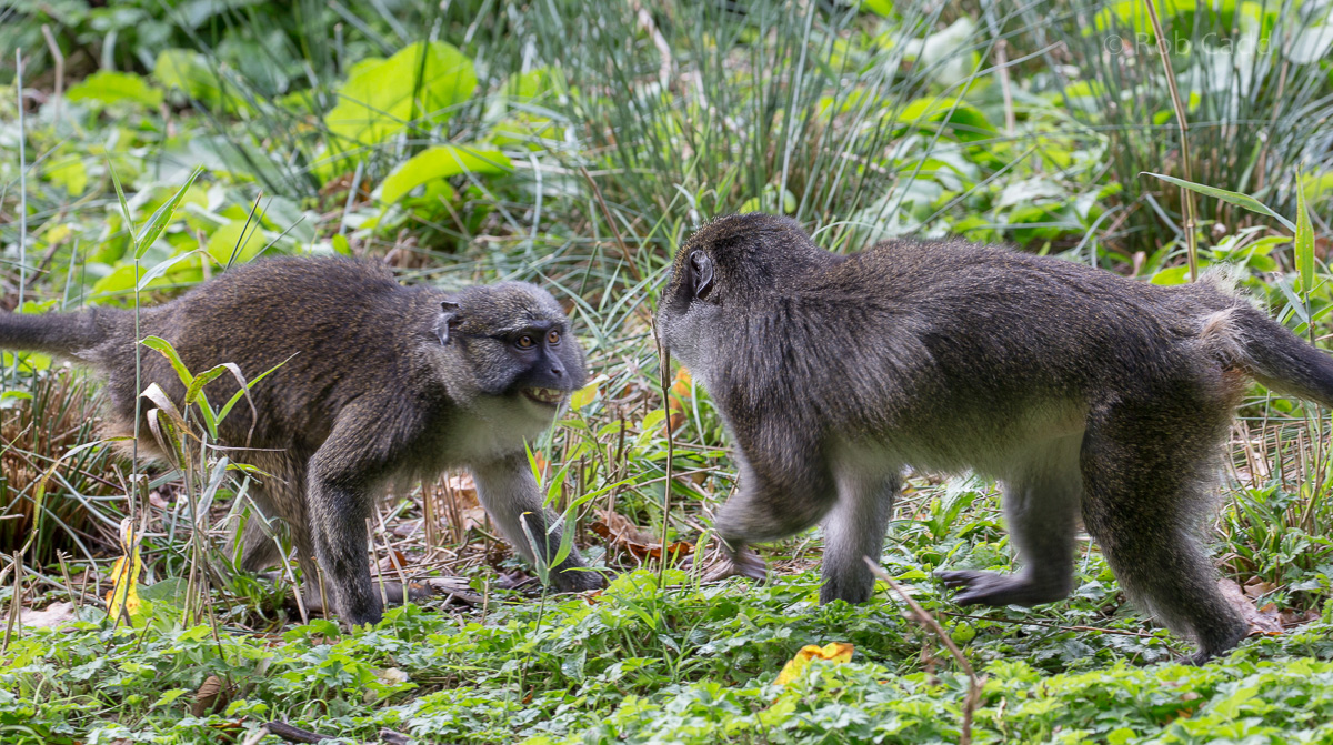 Allen's swamp monkey : Paignton : 17 Oct 2016