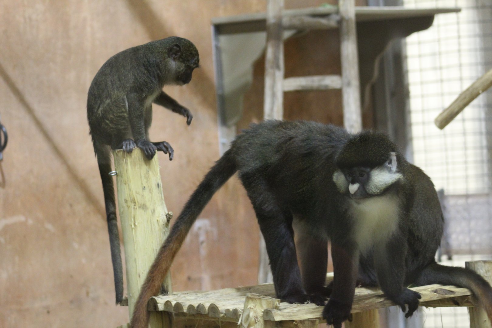 Allen's Swamp Monkey & Schmidt's Guenon