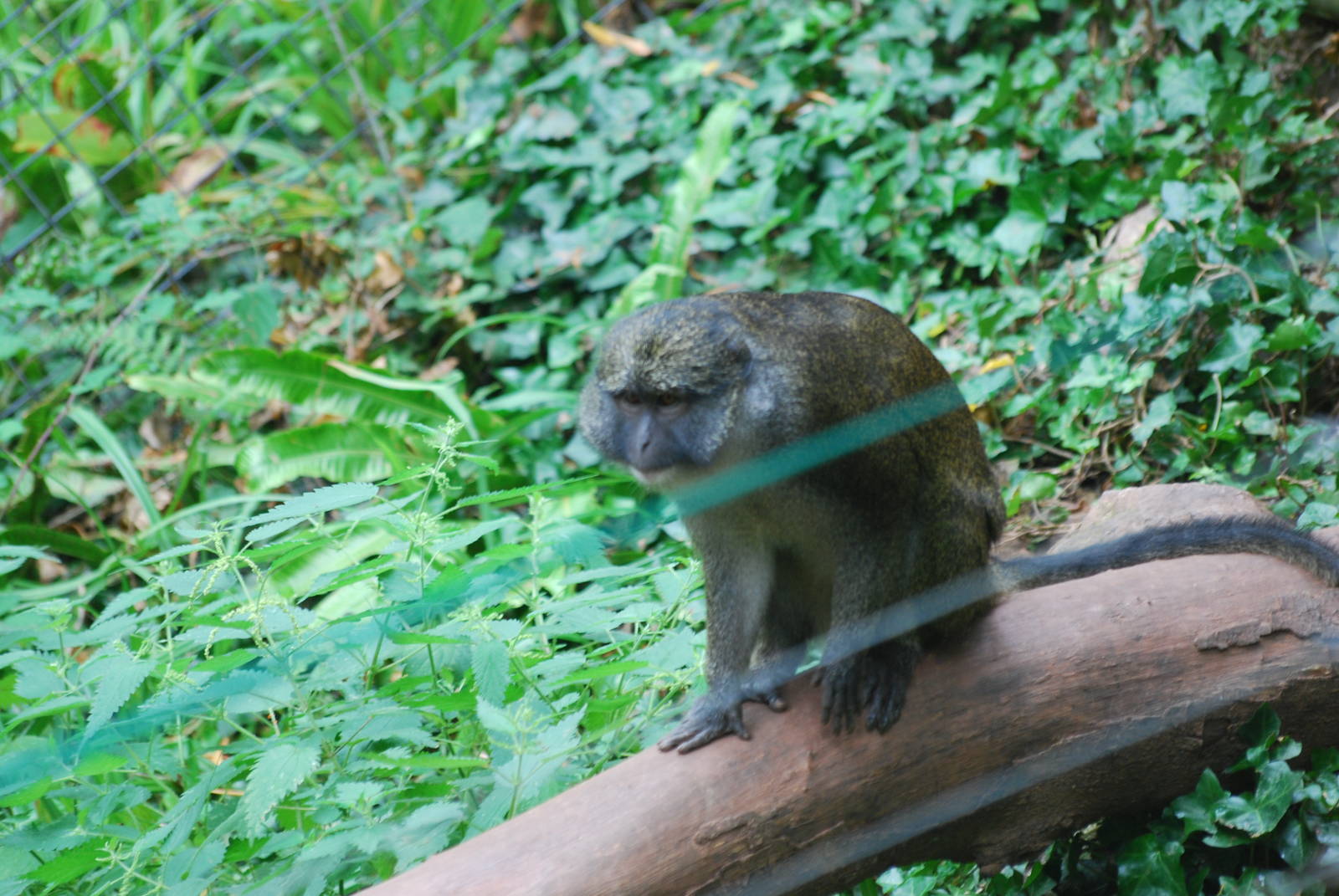 Allen's swamp monkey