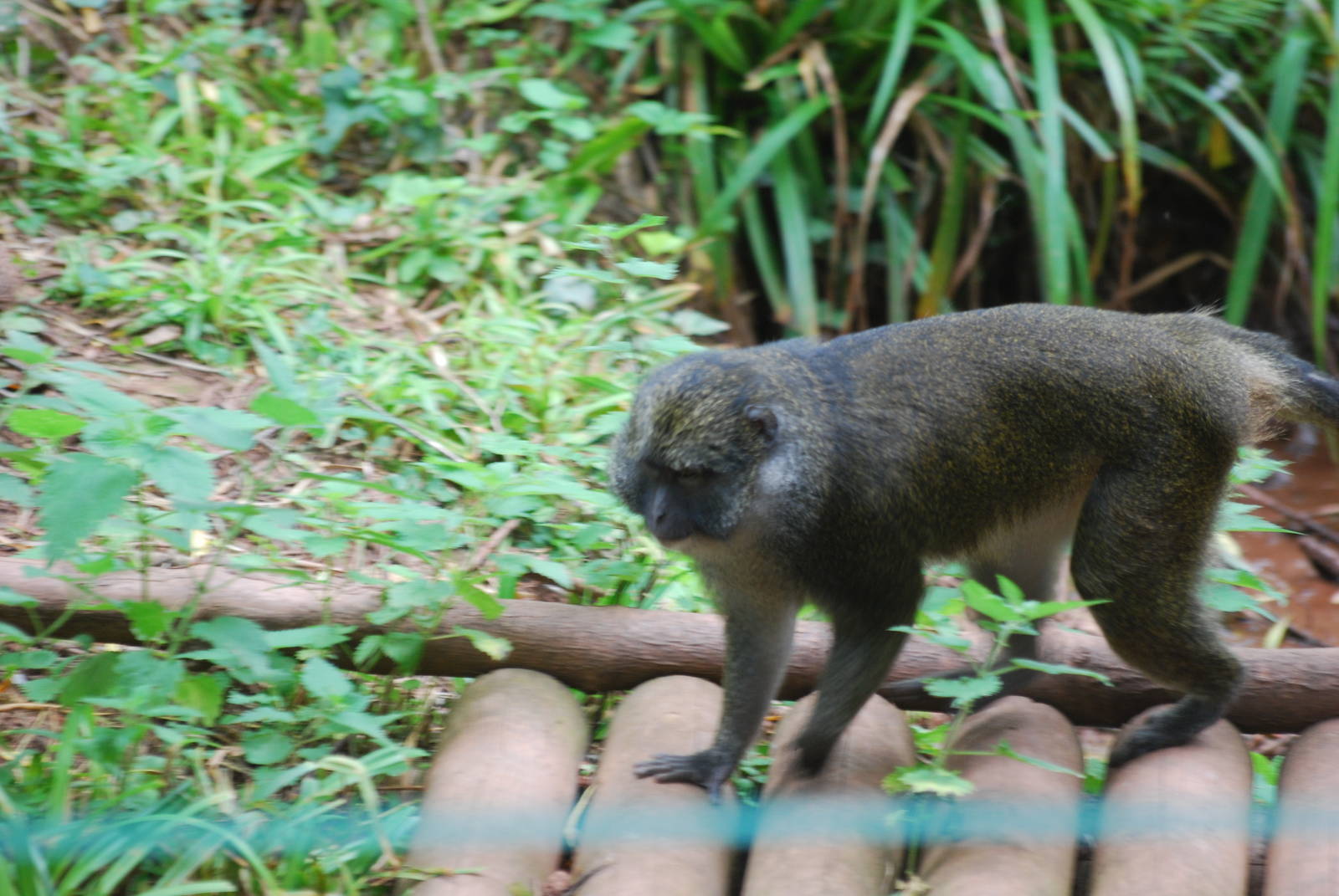 Allen's swamp monkey