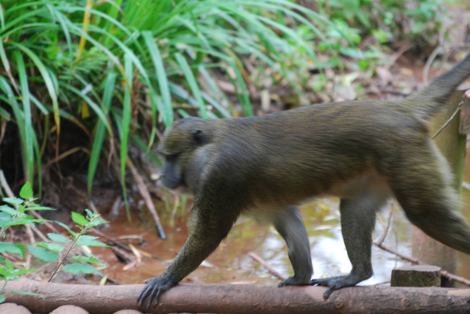 Allen's swamp monkey