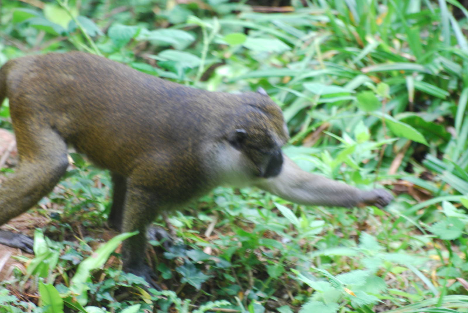 Allen's swamp monkey