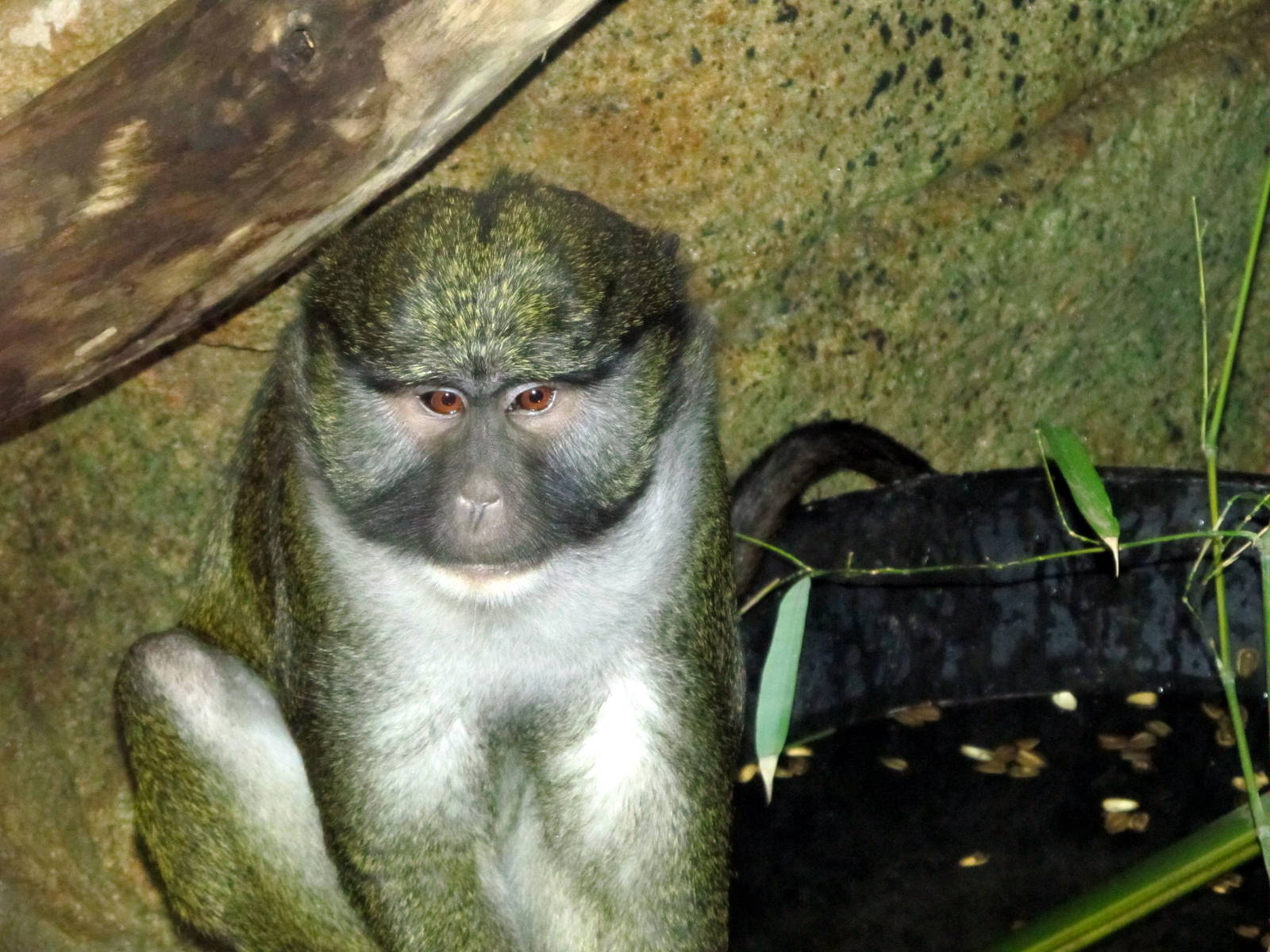 Allen's Swamp Monkey