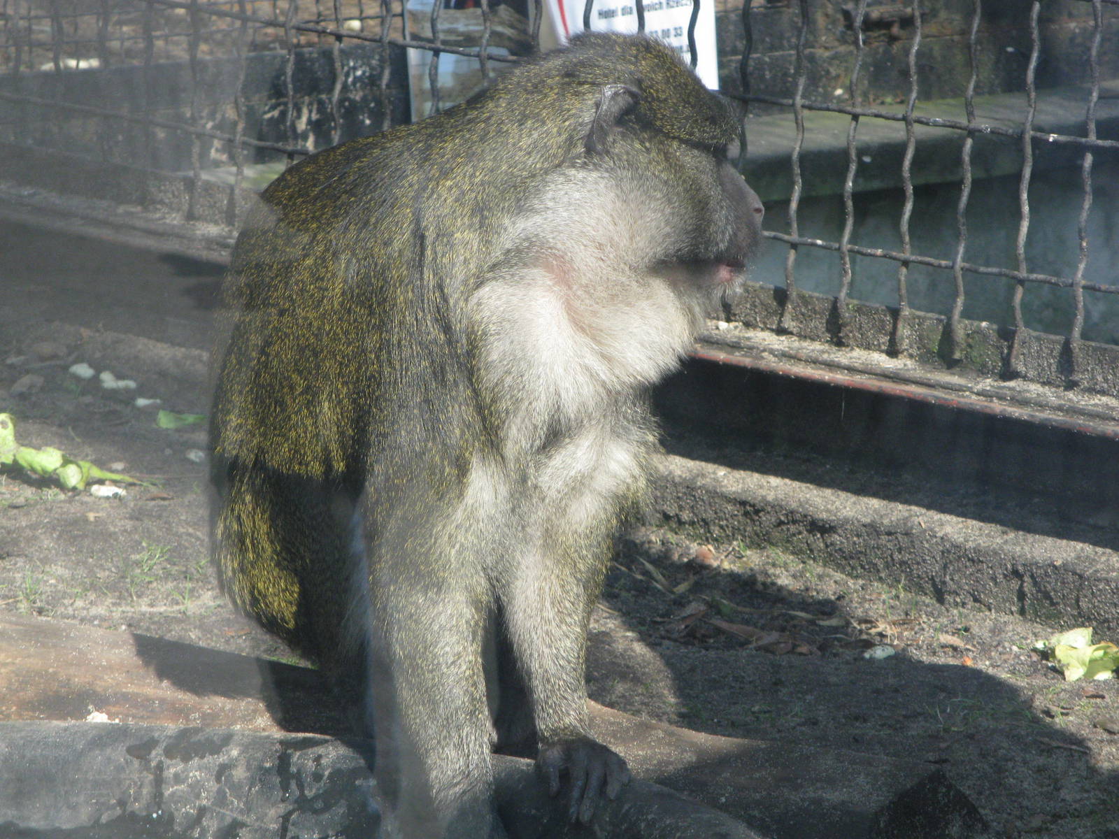 Allen's swamp monkey