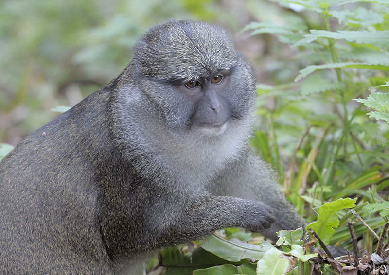 Allens swamp monkey