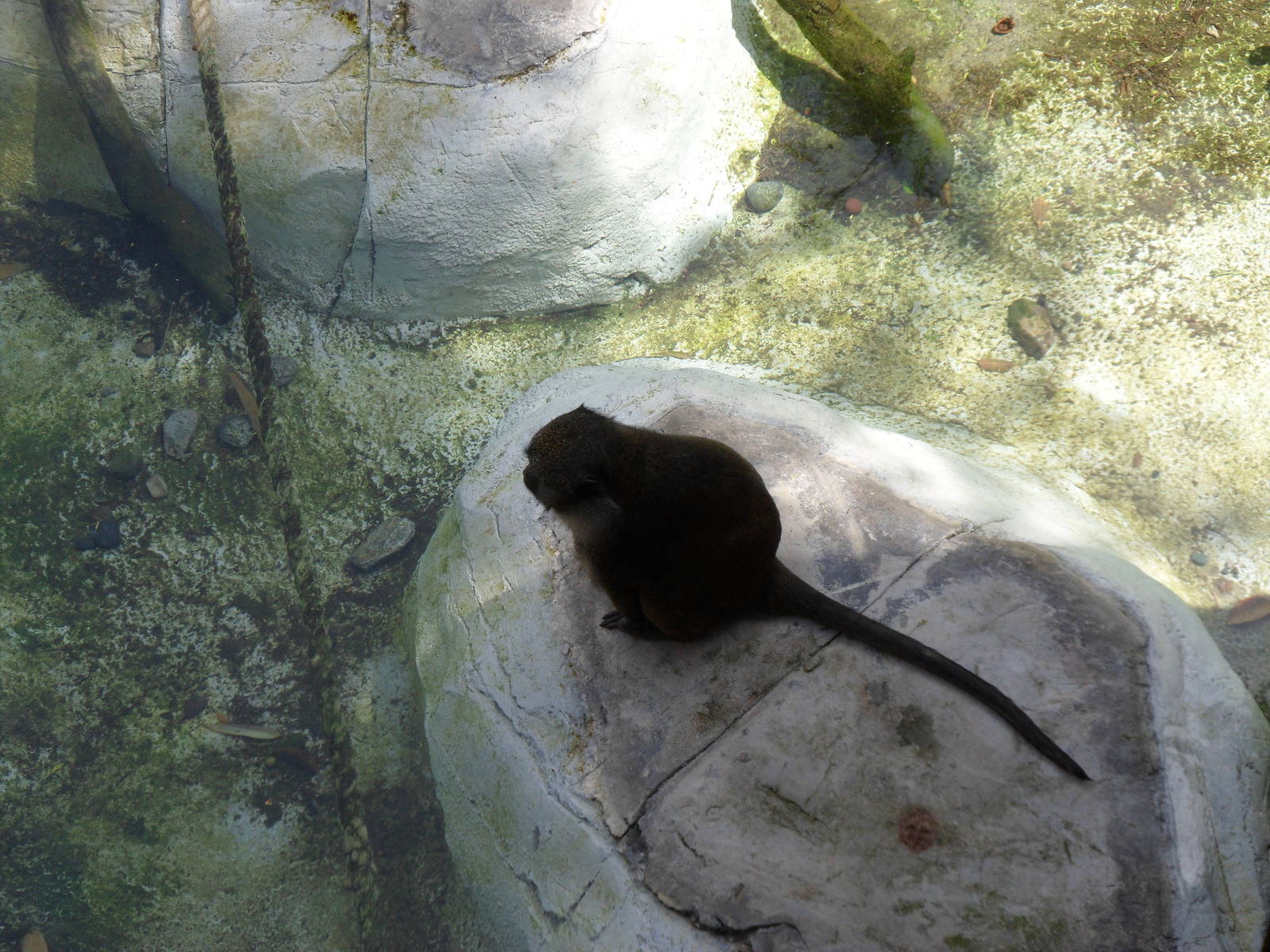 Allen's Swamp Monkey