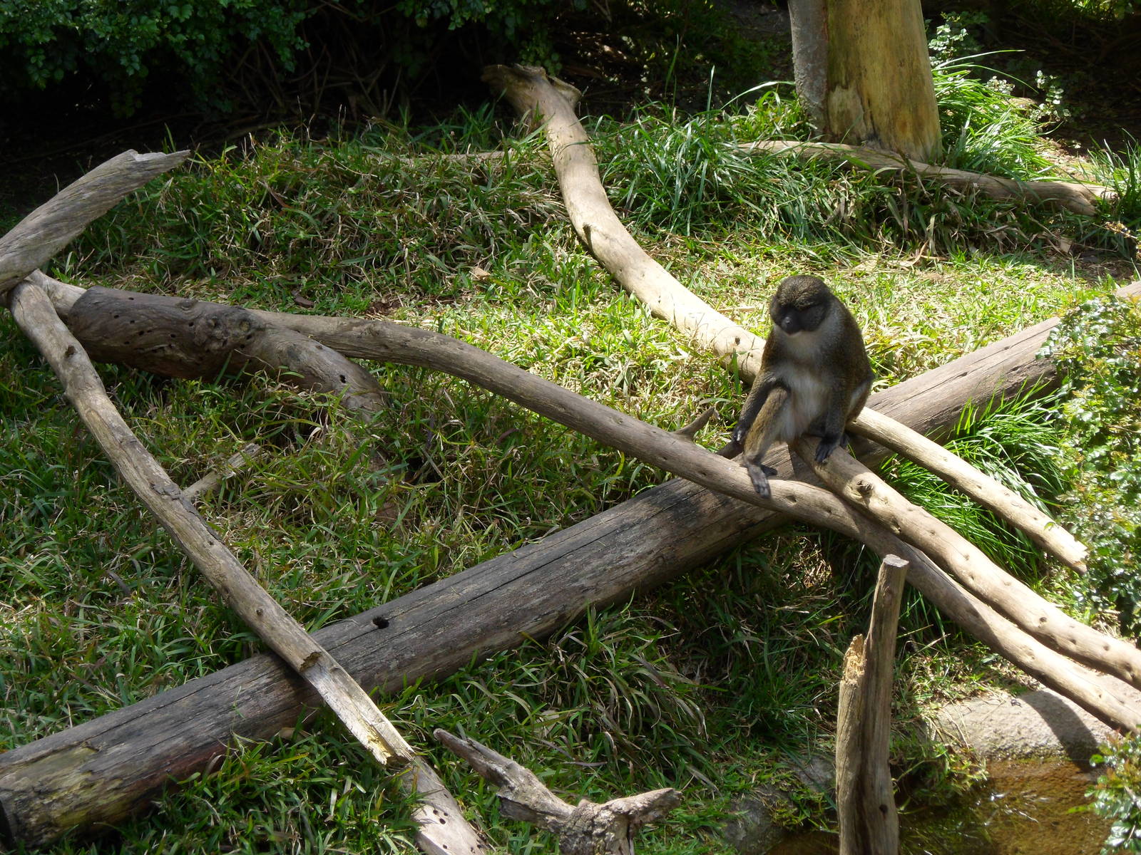 Allen's Swamp Monkey