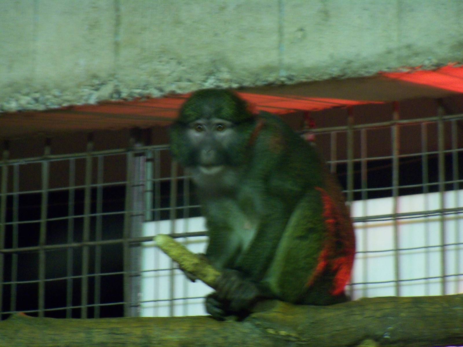 Allen's Swamp Monkey