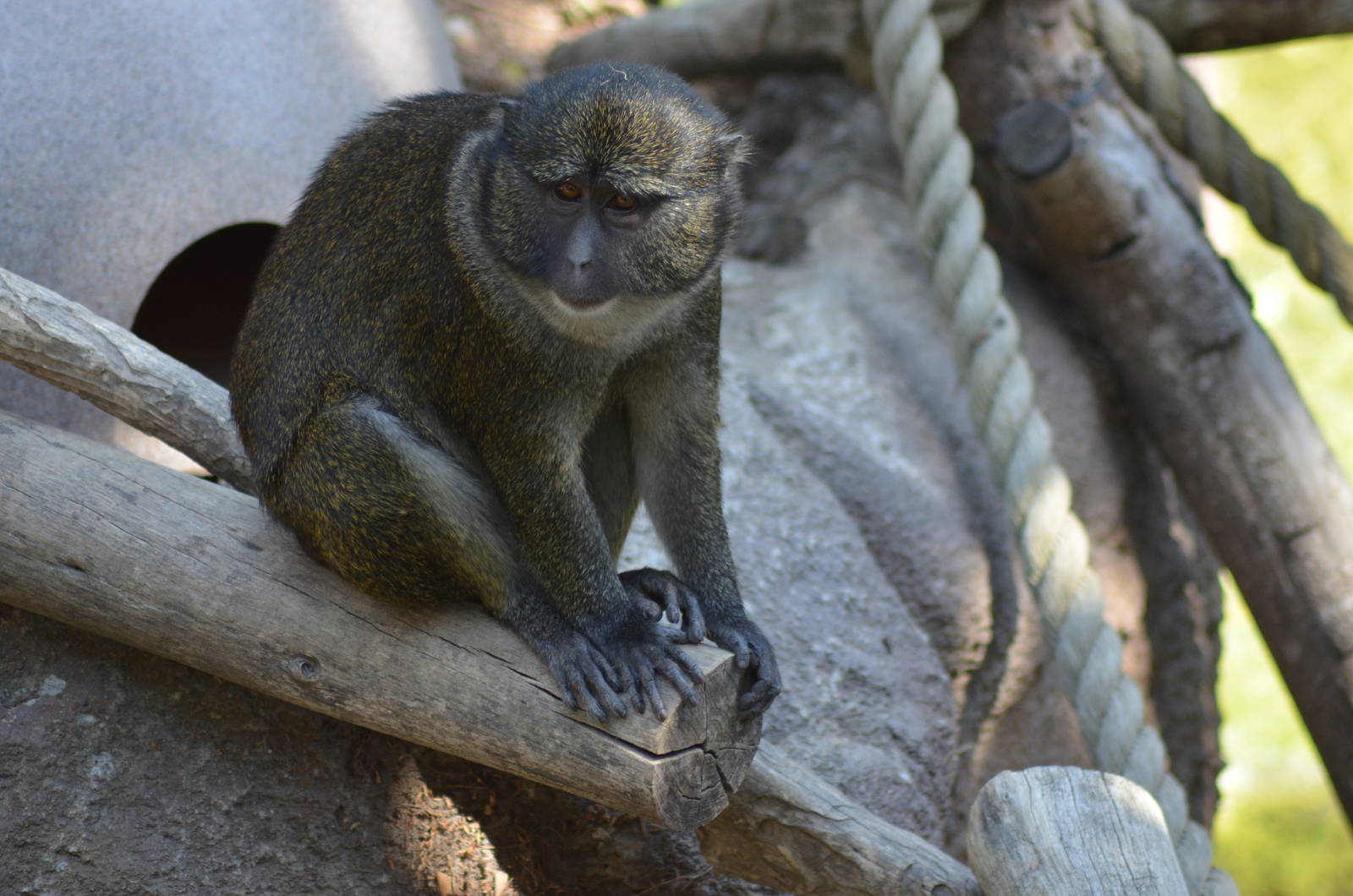 Allen's Swamp Monkey