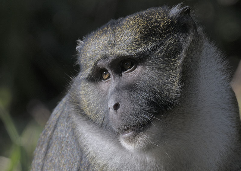 Allen's swamp monkey