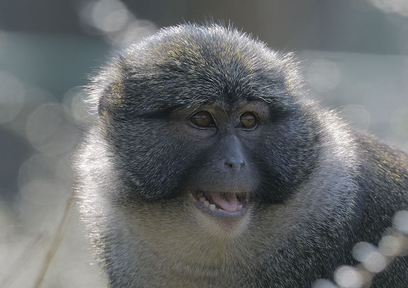 Allen's swamp monkey