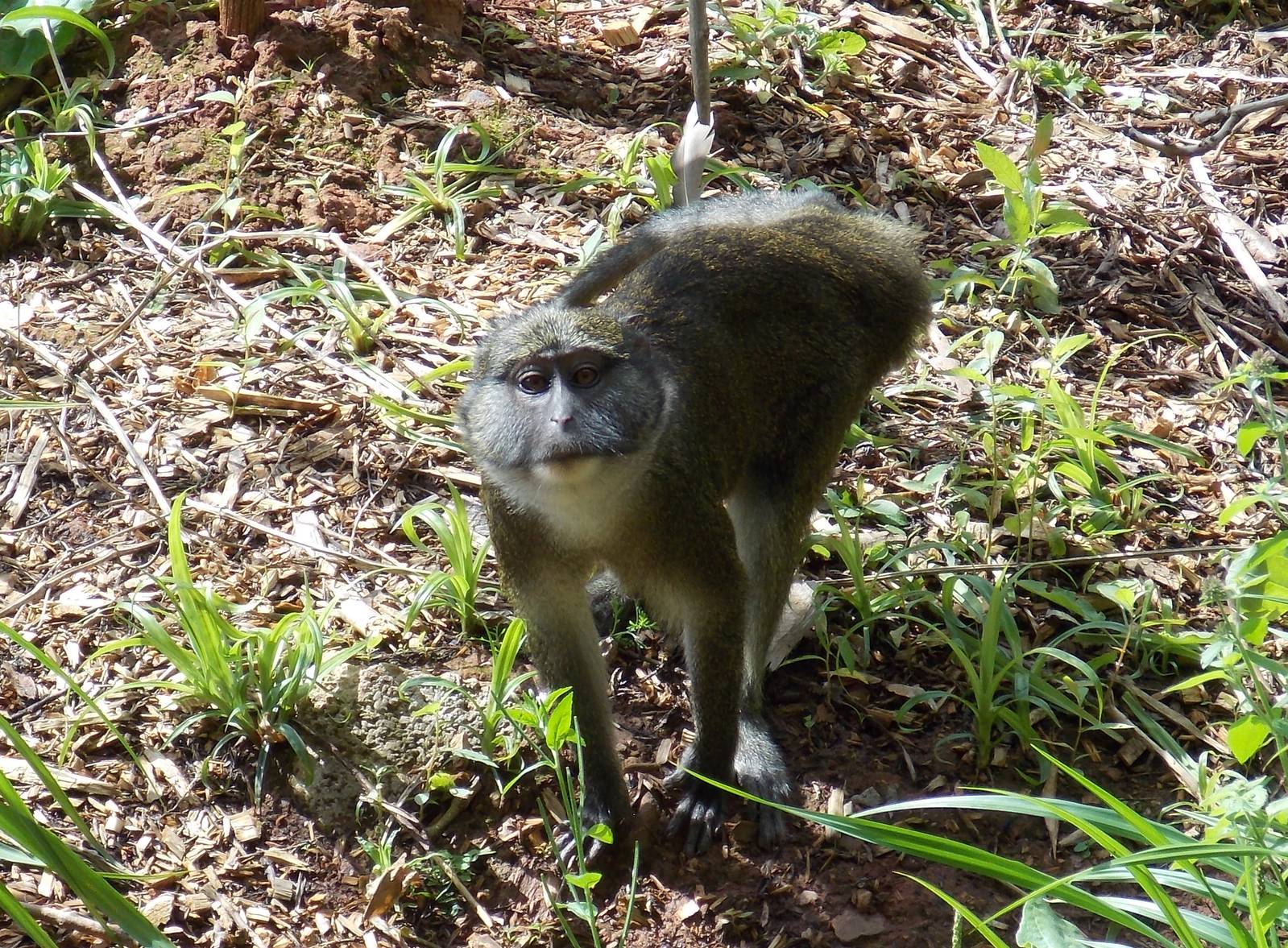 Allens Swamp Monkey