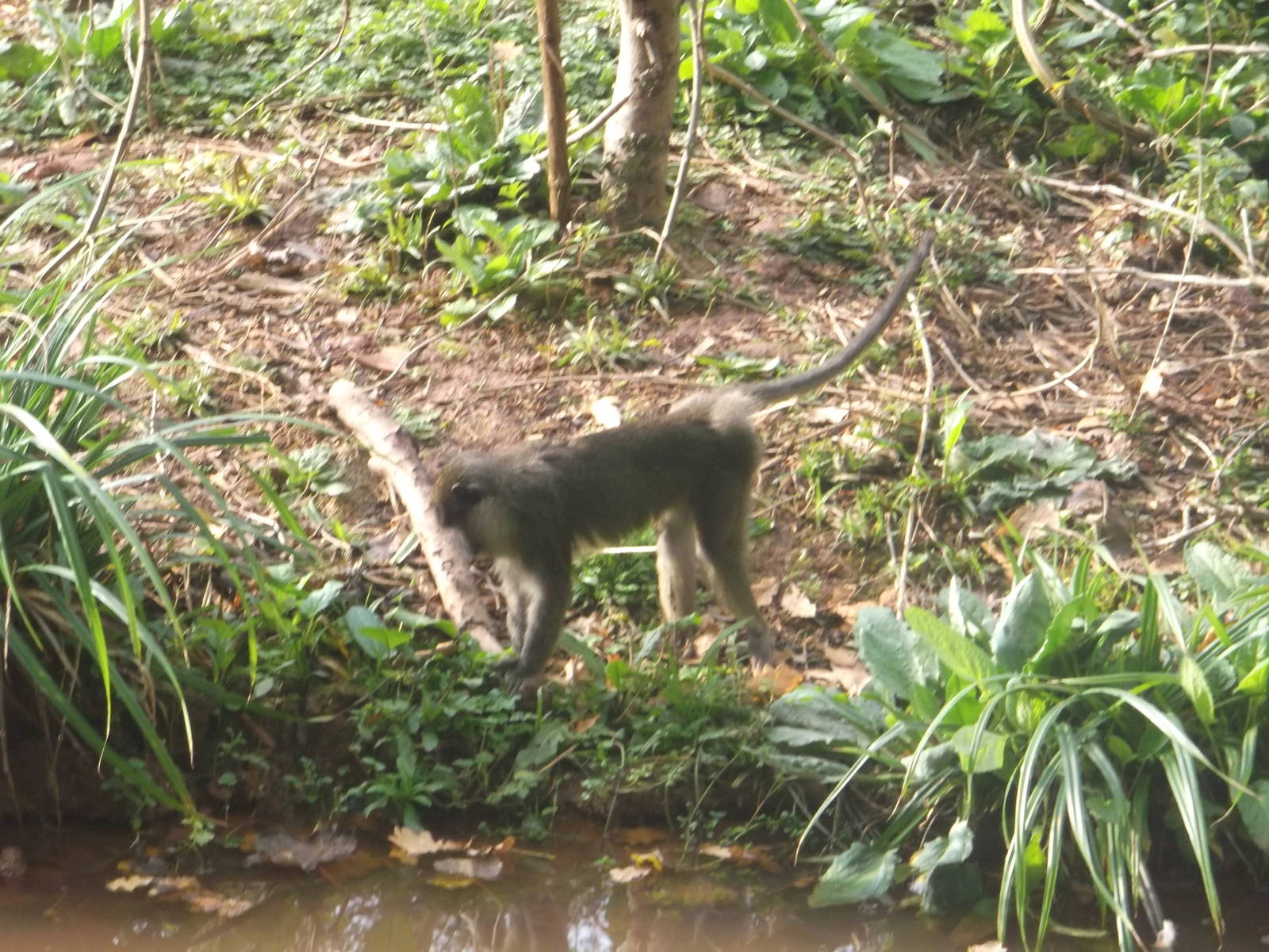 Allen's Swamp Monkey