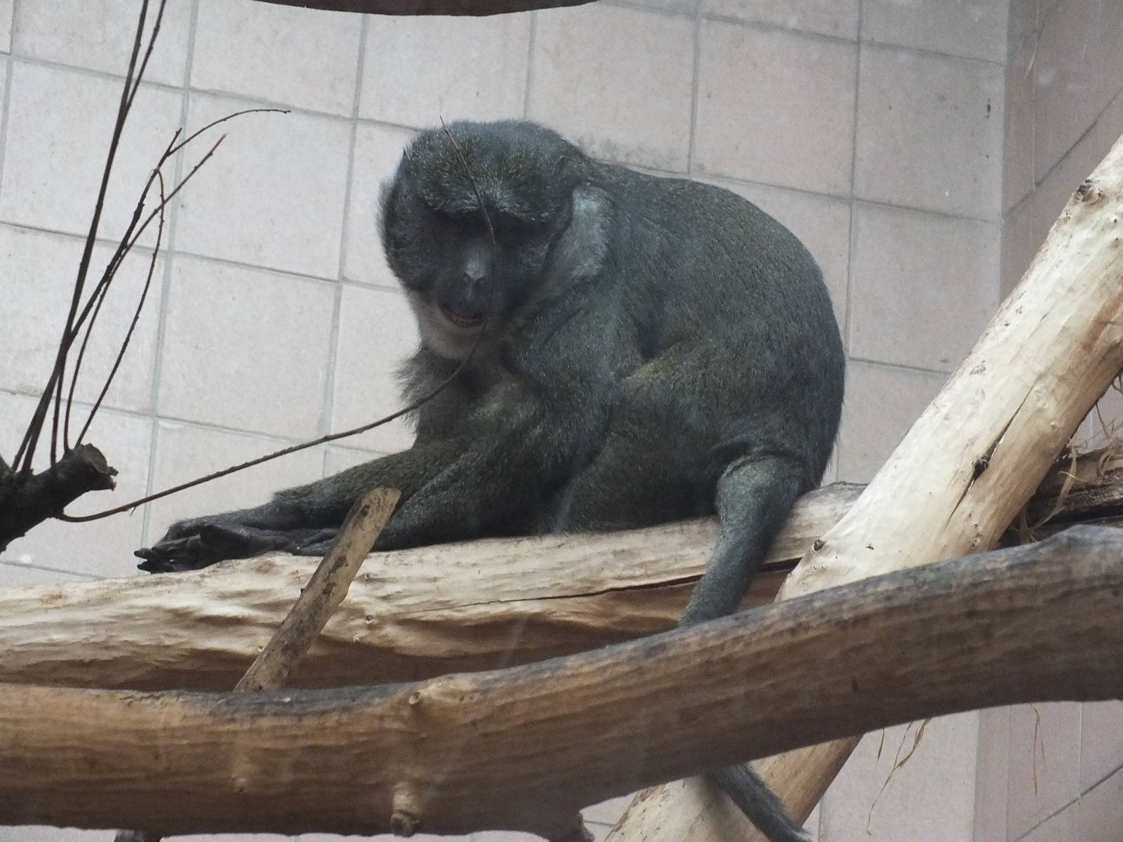 Allen's Swamp Monkey