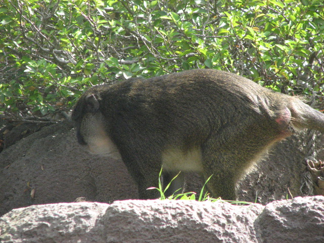 Allen's Swamp Monkey