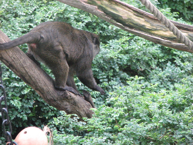 Allen's Swamp Monkey