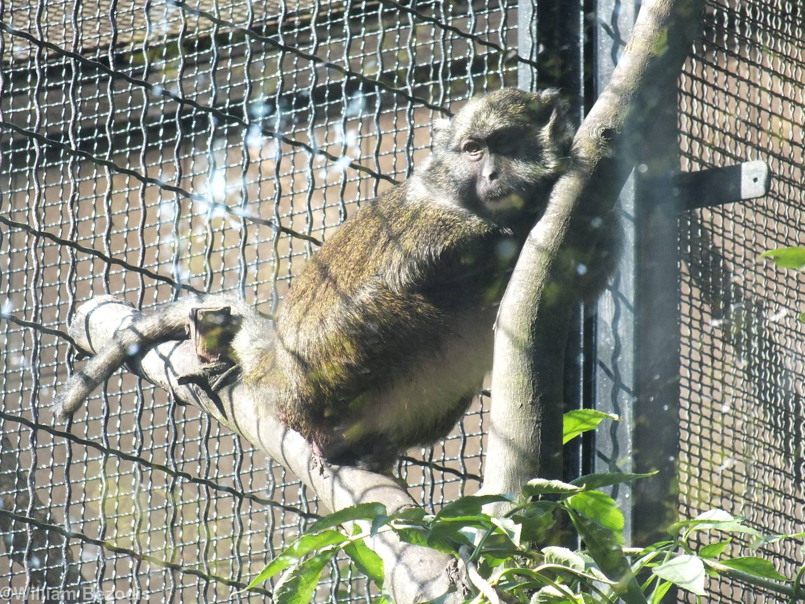 Allen's Swamp Monkey