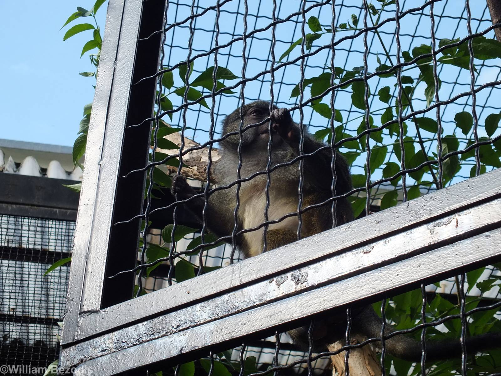 Allen's Swamp Monkey