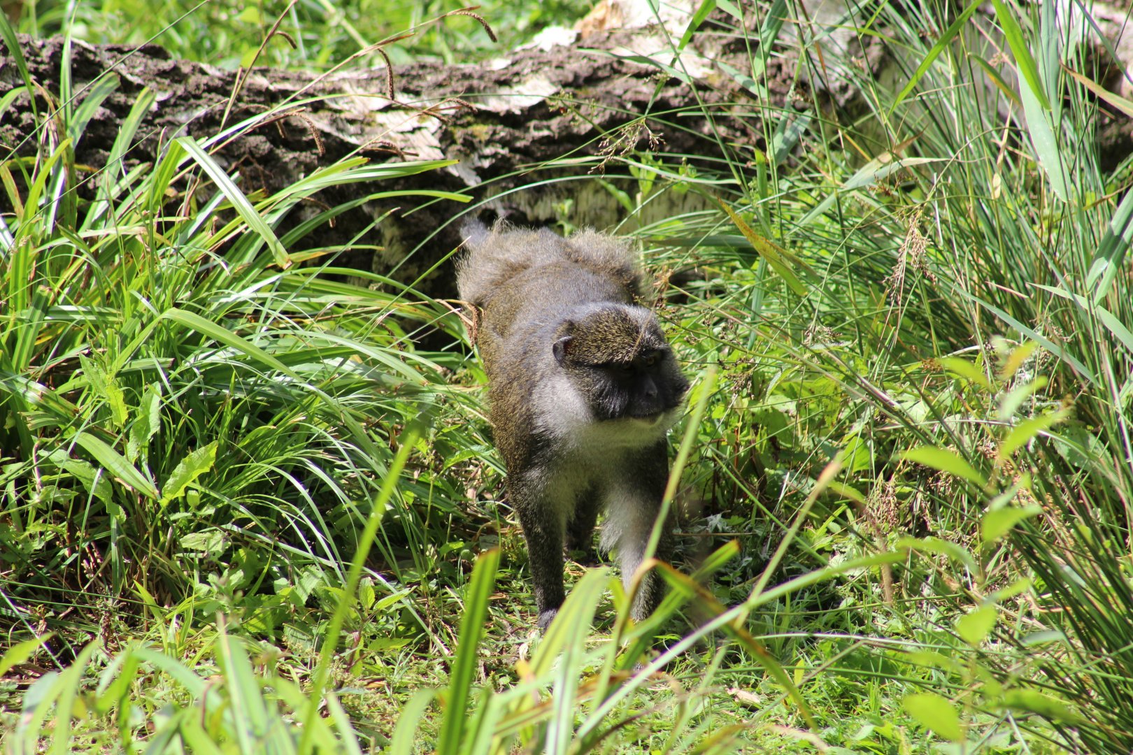 Allen's Swamp Monkey