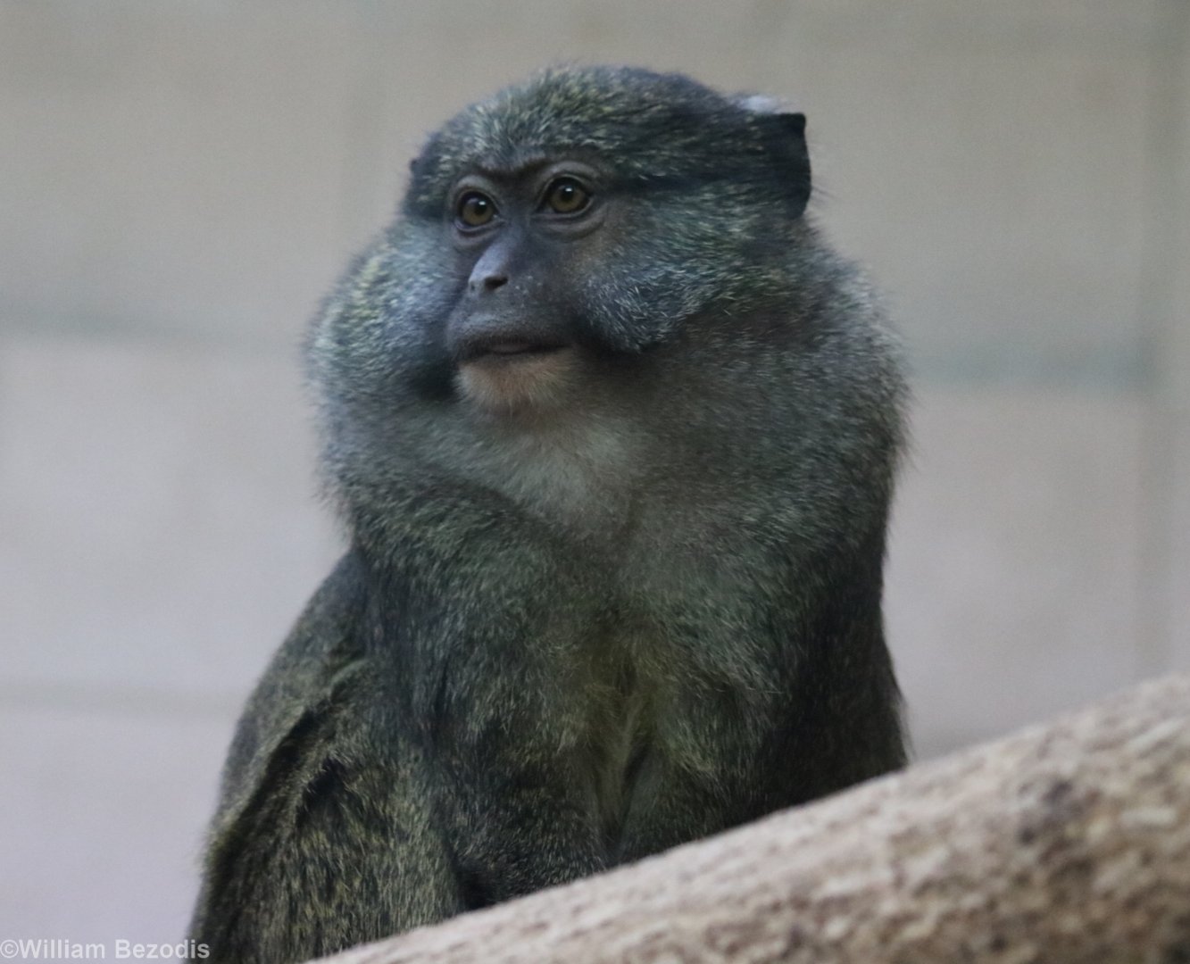 Allen's Swamp Monkey