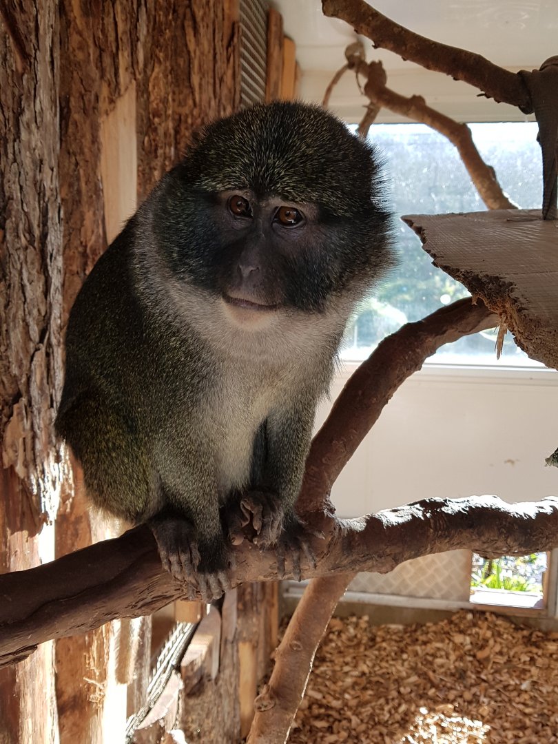 Allen's Swamp Monkey