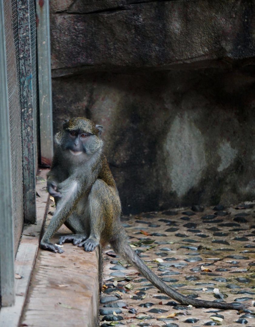 Allen's swamp monkey